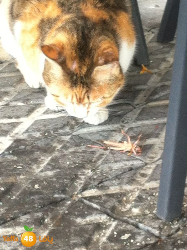 newjaradmina2yafa39 (5).jpg